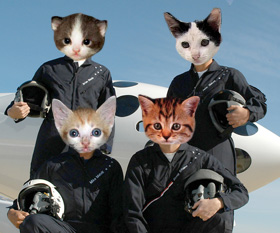 l'équipe du chat